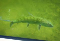 Blazing Mako Tournament in Islamorada