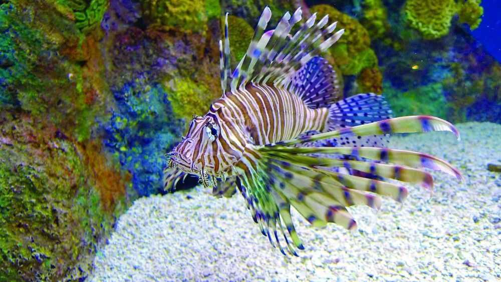 Catch A Record Lionfish