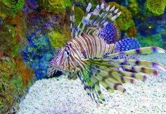Catch A Record Lionfish