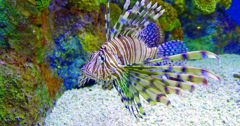 Catch A Record Lionfish
