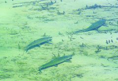 Bonefish & Tarpon