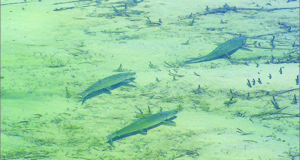 Bonefish Restoration