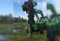 Cattle-eating Alligator