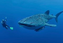 Whale Sharks