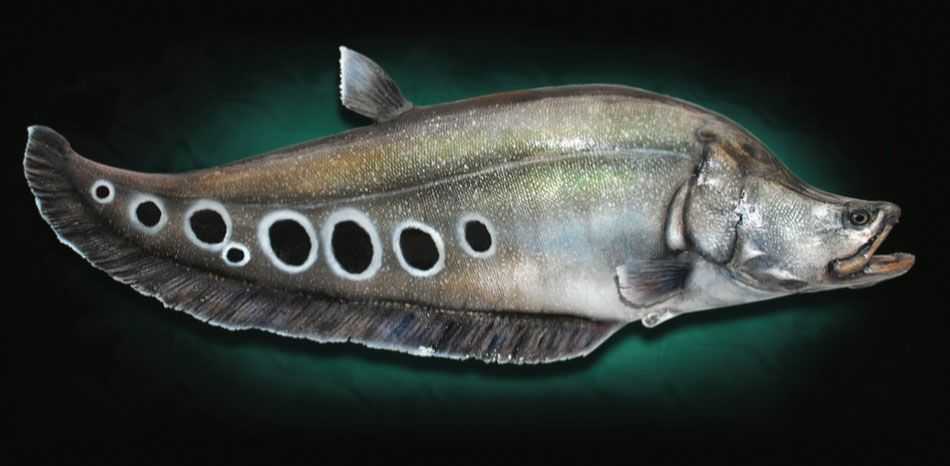 SPECIES SPOTLIGHT FLORIDA CLOWN KNIFEFISH Coastal 