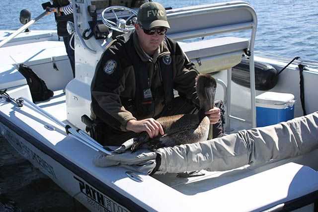 Officer James Suttles holds a pelican that was entangled in a cut-off fishing lure. PHOTO CREDIT: FWC/Karen Parker.