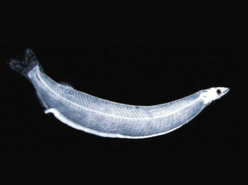 Tarpon Larvae