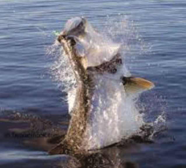 tarpon