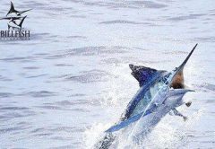 Billfish Foundation