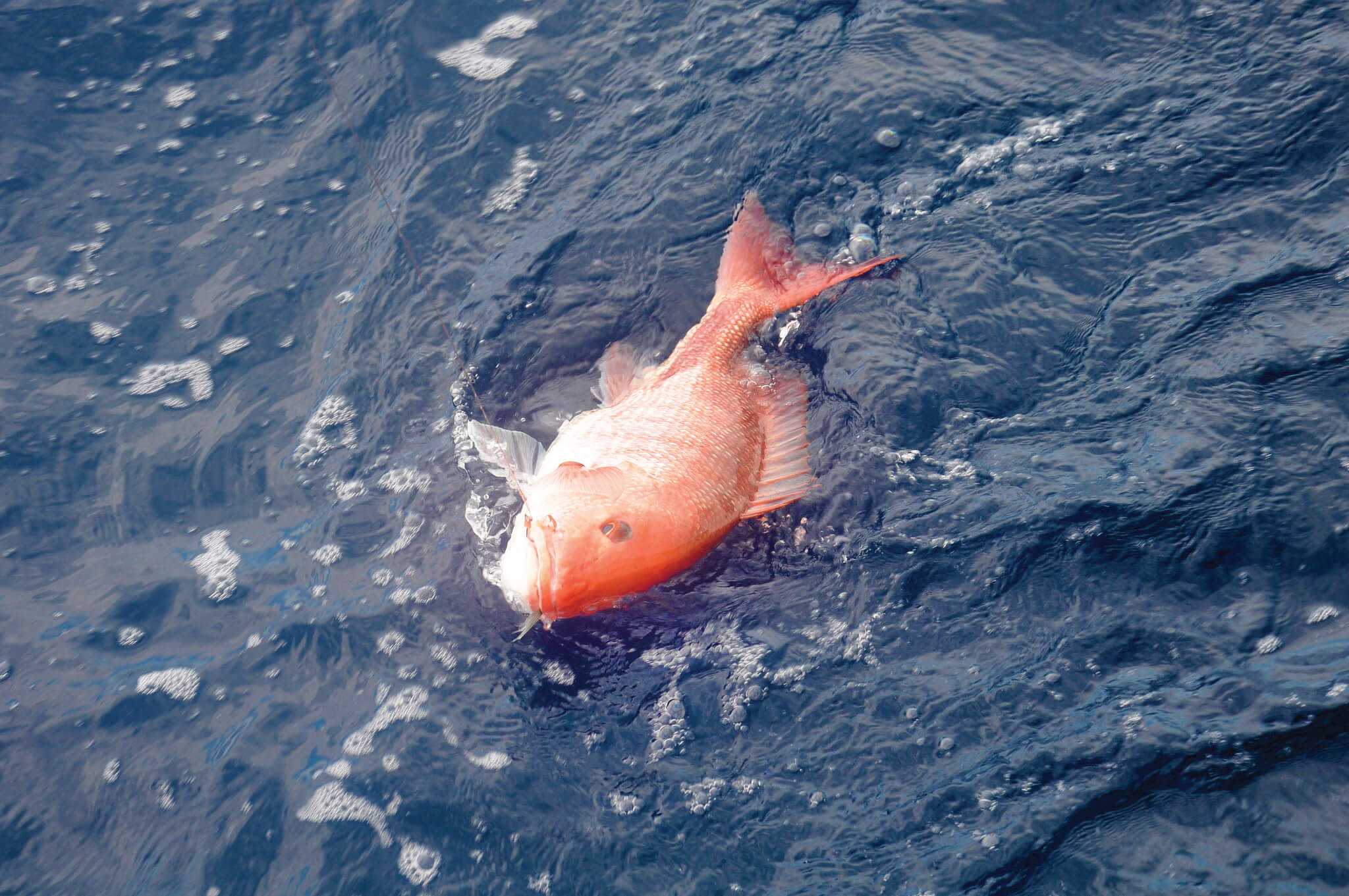 An EightDay Gulf Snapper Season Coastal Angler & The Angler Magazine