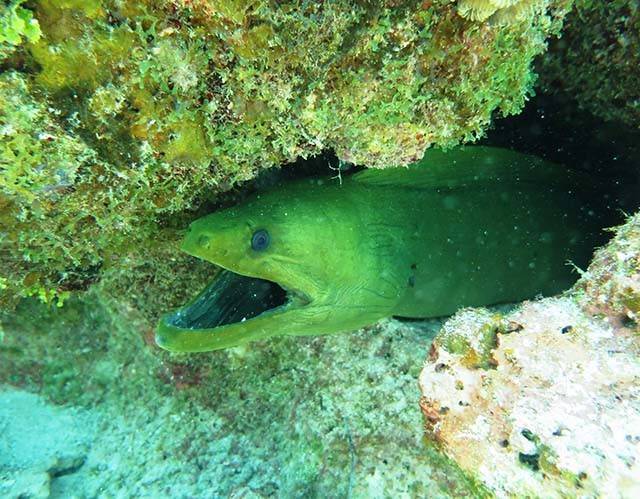 A green moray enjoying Abaco’s underwater playground. PHOTO CREDIT: Keith Rogers.