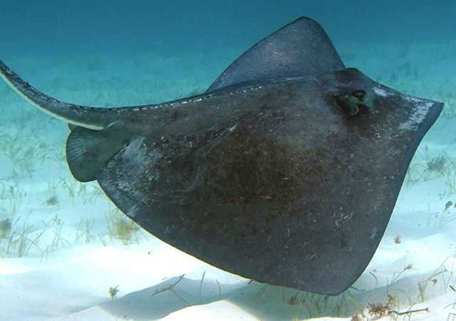 A ray and a jack “sailing” through Abaco’s underwater playground. PHOTO CREDIT: Keith Rogers.