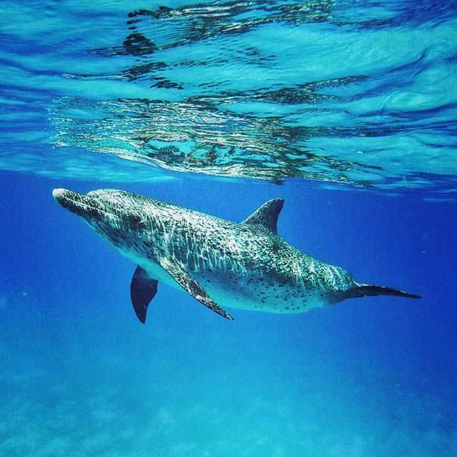 May marks the official full swing start of wild spotted dolphin season in Bimini. PHOTO CREDIT: Bimini SCUBA Center.