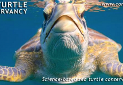 Coastal Angler Brevard Sea Turtle Conservancy