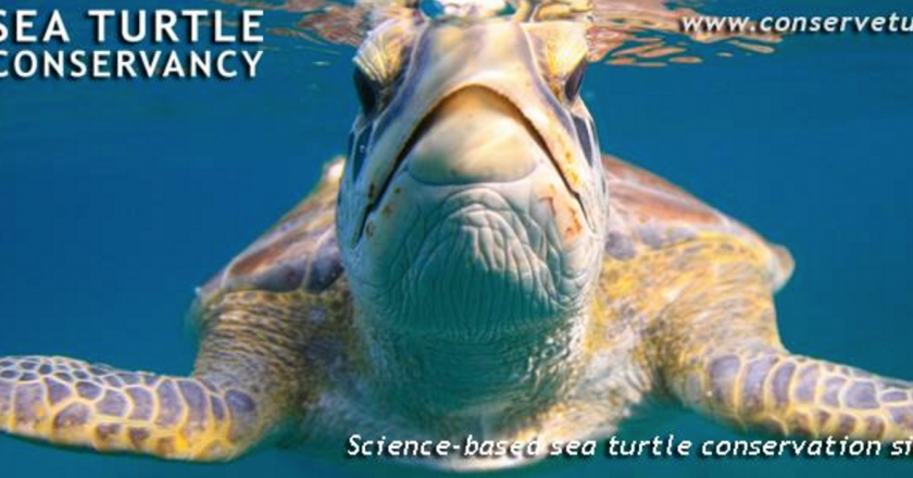 Coastal Angler Brevard Sea Turtle Conservancy