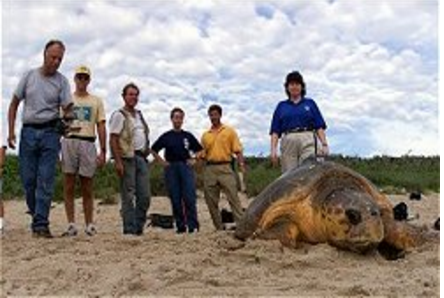Coastal Angler Surf Fishing May 2016 Sea Turtle Conservancy