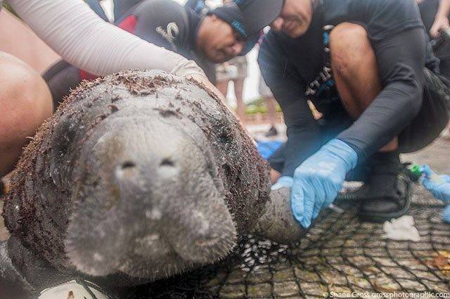 Veterinarian disentangling Sayle's flipper. PHOTO CREDIT: Shane Gross Photography.