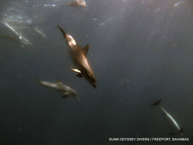 Dolphins playing with our divers. PHOTO CREDIT: Sunn Odyssey Divers.