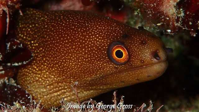 Goldentail moray eel on shipwreck. PHOTO CREDIT: George Gross.