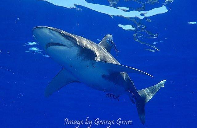 The payoffs diving Current Cut include large and small shark sightings, such as this oceanic white tip shark. PHOTO CREDIT: George Gross.