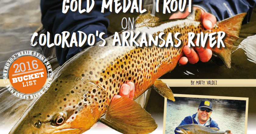 Gold Medal Trout On Colorado Arkansas River