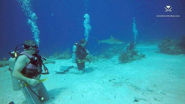 Divers observing sharks up close and personal during a chumsicle drive. PHOTO CREDIT: Ocean Fox Cotton Bay.