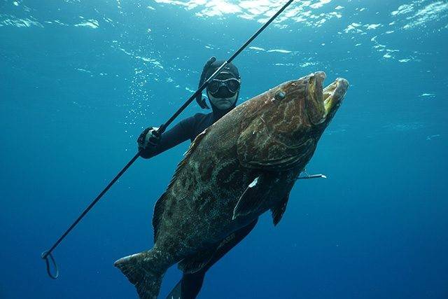 Congratulations to Sarah for spearing a 41-pound black grouper on the Atlantic Ocean side of South Eleuthera. The hunt and raise took her an hour-and-a-half from a depth of 55-feet. PHOTO CREDIT: Davis Harbour.