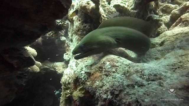 Big green, curious moray on Thick Fingers in early April. Weather was perfect, light winds, water temperature 78F. PHOTO CREDIT: Ocean Fox Cotton Bay.