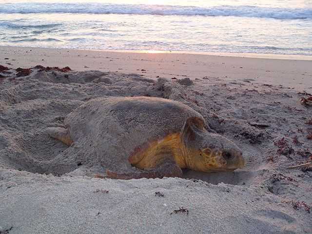 Early morning beach walkers may luck out and stumble upon a late nesting turtle, like this loggerhead. Photo Credit: Mary Wozny.