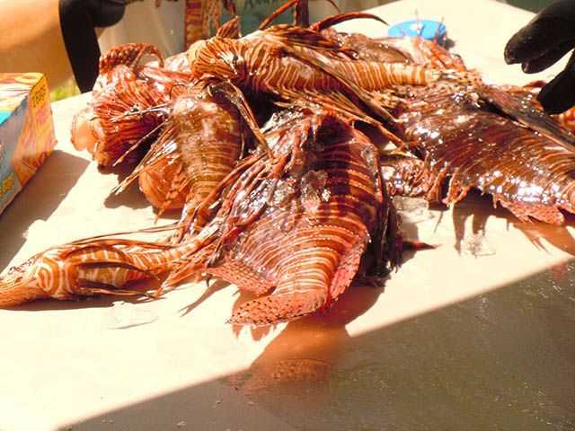 Lionfish come in all sizes. PHOTO CREDIT: MCAC Reef Fund.