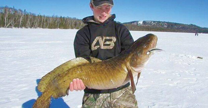 Freshwater Cod Is An Ontario Record