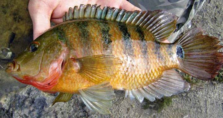 mayan cichlid fish