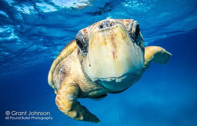 The coolest big animals hanging around Bimini this month are huge loggerhead turtles. PHOTO CREDIT: Grant Johnson.