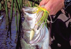 Black Bass
