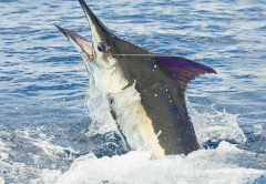 Herradura Costa Rica Fishing Forecast