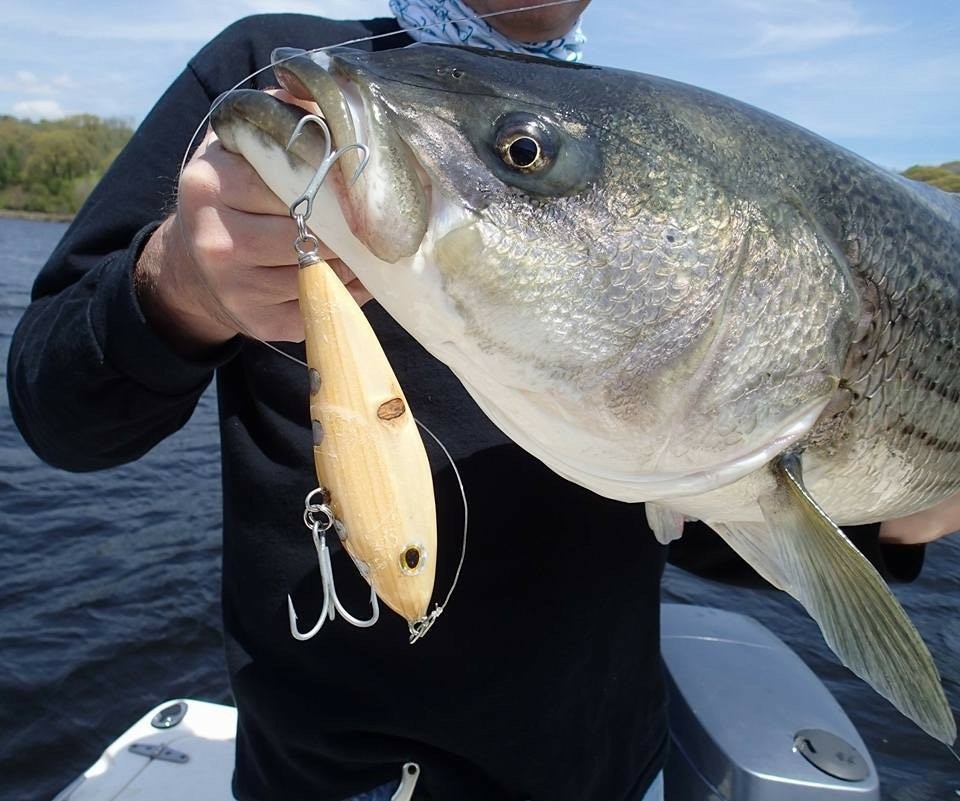 The 247Lures Elite Fatty hanging from the mouth of a huge Striper.