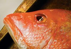 Red Snapper Season
