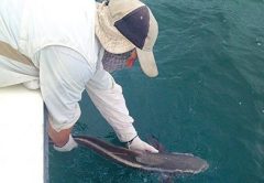 Cobia