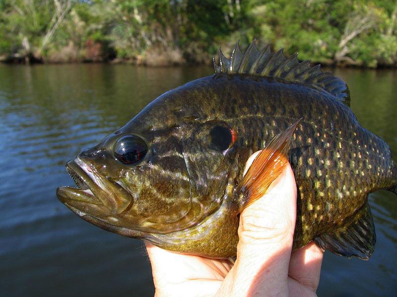 Warmouth Fish Male And Female