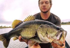 Big O Bass