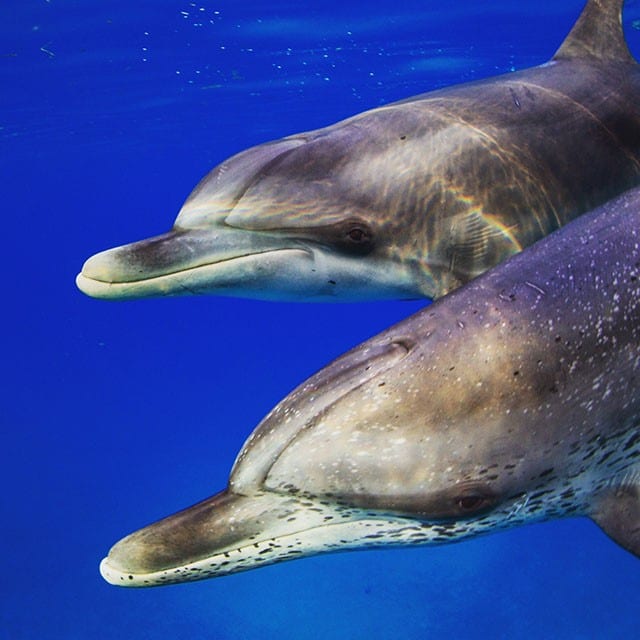 July is a great month for diving with spotted dolphin that frequent Bimini waters. PHOTO CREDIT: Stephen Frink for Neal Watson's Bimini Scuba Center.