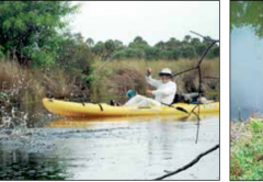 Brevard Tarpon Tarpon Everywhere