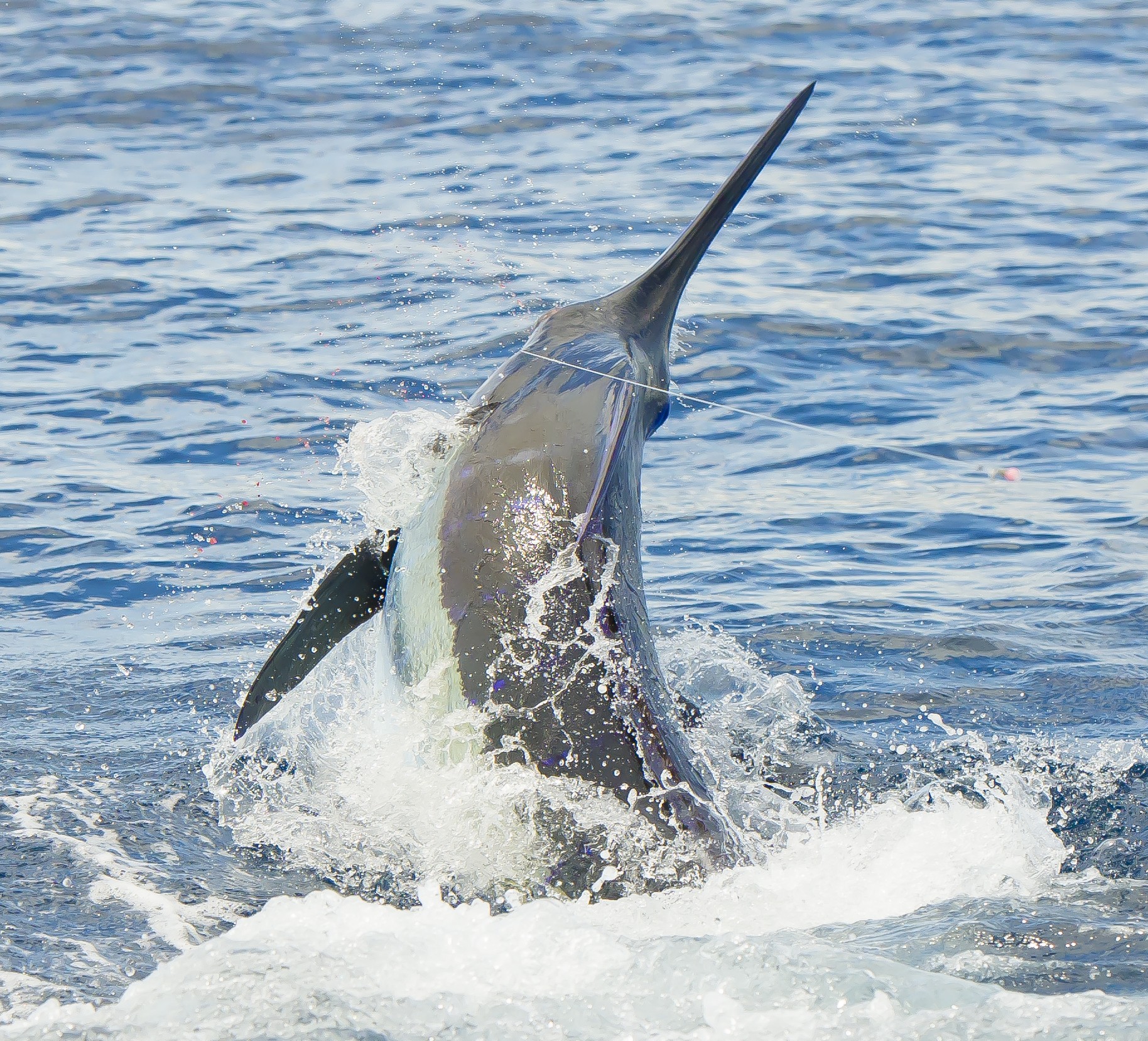 EPIC Blue Marlin Fishing in Costa Rica 