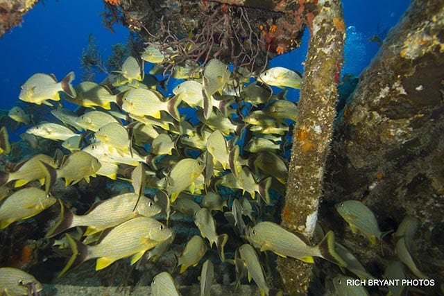 The reefs of Grand Bahama Island offer brilliant colors, rich sea life and warm water during the summer months. PHOTO CREDIT: Rich Bryant.