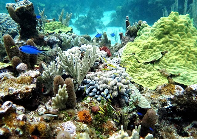 Abaco’s healthy living reef is perfect to enjoy during the summer months. PHOTO CREDIT: DIVE ABACO!