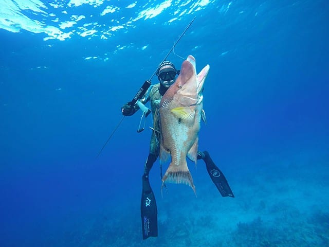 Summer is a great time for spearfishing with water temperatures in the mid-eighties. PHOTO CREDIT: Reel Addictive Charters.