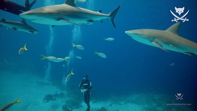 Caribbean reef sharks are at the shark site year-round and at a couple of adjacent sites, great photo opportunities, whether you are doing the shark feeding dive or just the shark interaction – behavior dive. PHOTO CREDIT: Ocean Fox Cotton Bay.