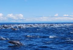 Southern Zone Fishing Costa Rica