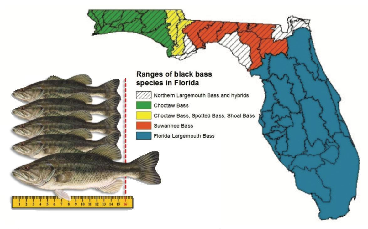 florida-s-new-bass-regulations-coastal-angler-the-angler-magazine