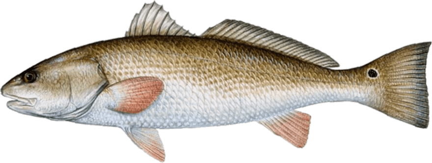 redfish-species-880x332